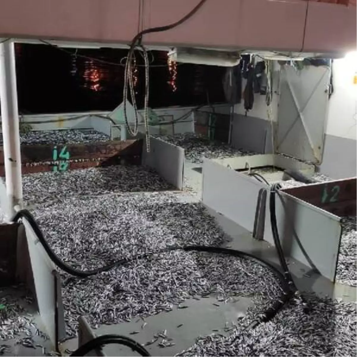 Boy sınırı altındaki 50 ton hamsiye el konuldu