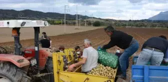 Datça'da turfanda patates ekimi başladı