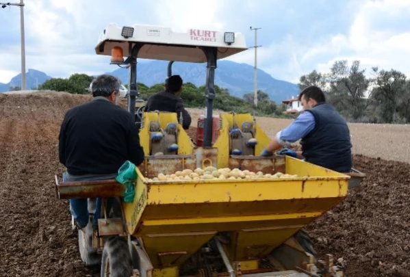 Datça'da turfanda patates ekimi başladı