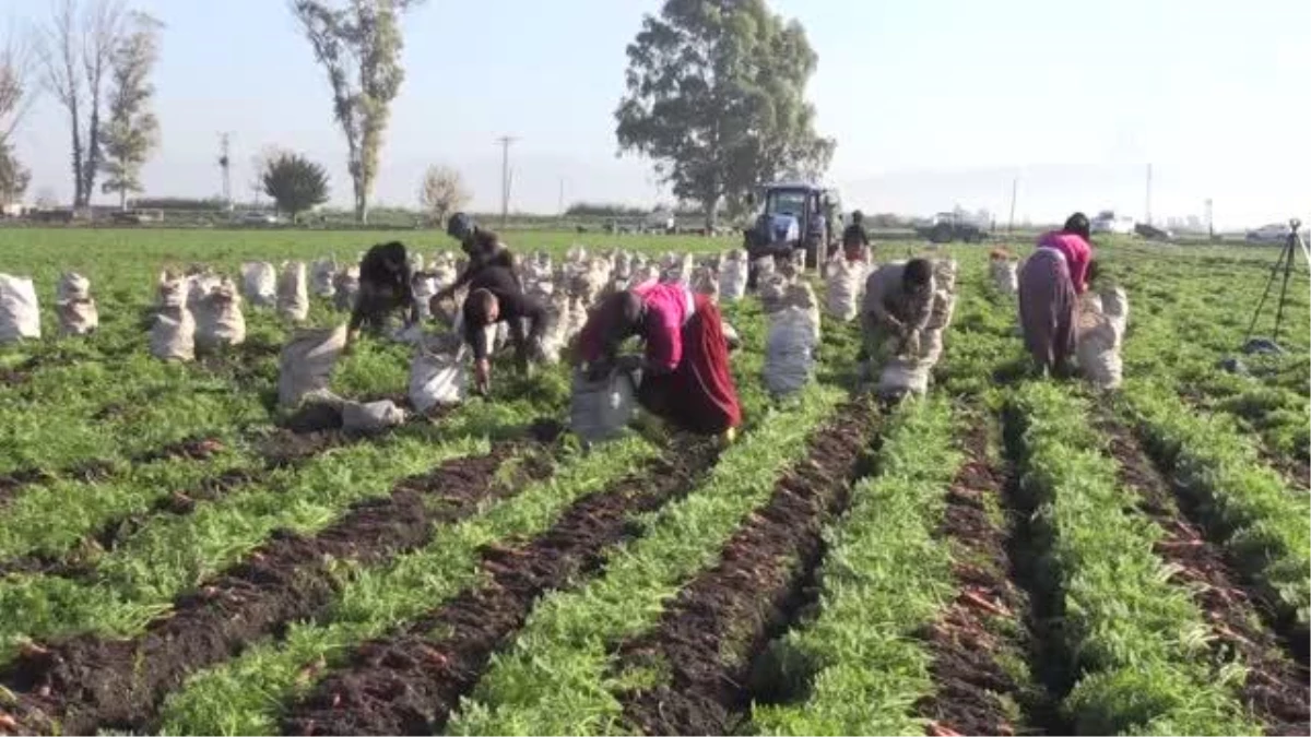 Havuç, verimi ve fiyatıyla üreticilerin yüzünü güldürdü