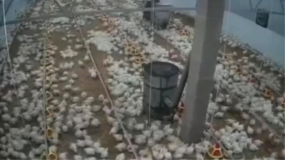 Hırvatistan\'daki 6,3 büyüklüğündeki depremde tavukların kaçışma anı kamerada