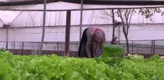 Seralarda marul ve yeşil soğan hasadı başladı