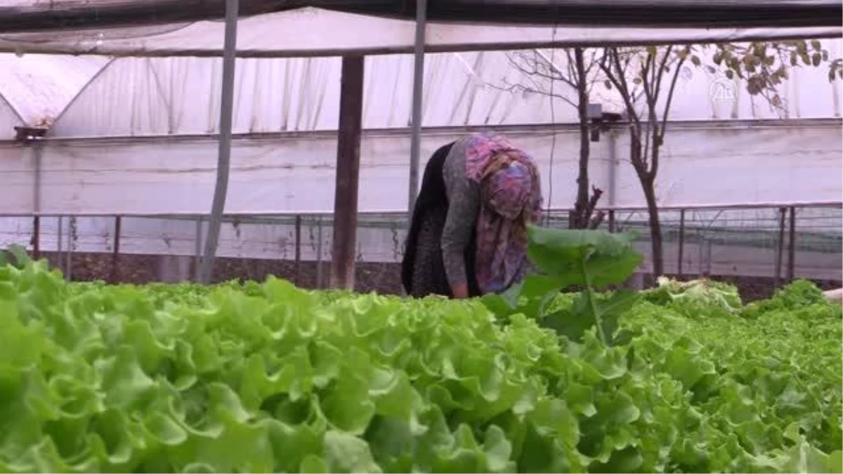 Seralarda marul ve yeşil soğan hasadı başladı