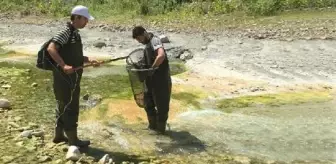 Türk bilim insanlarının keşfettiği 4 yeni parazit türü dünya literatürüne girdi