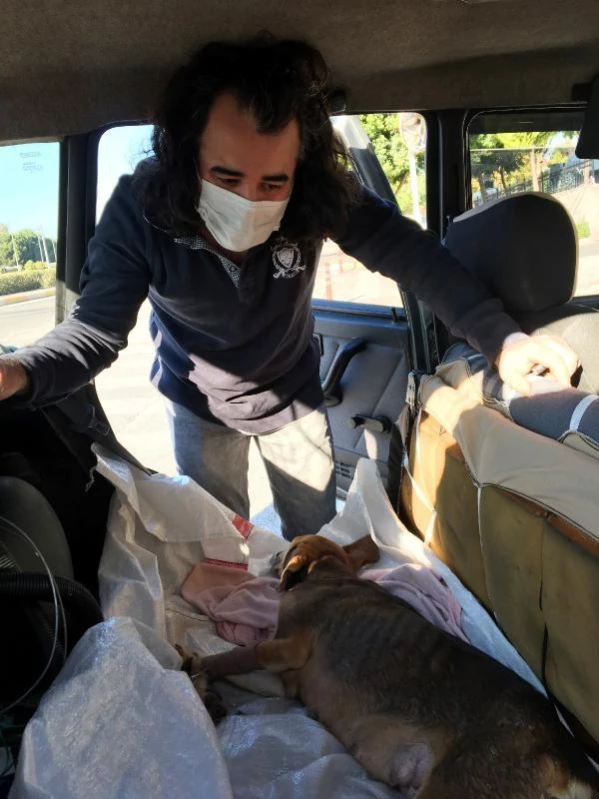 Yaralı köpeğin uyutulmasına gönlü elvermedi, tedavisi için Burdur'a götürdü
