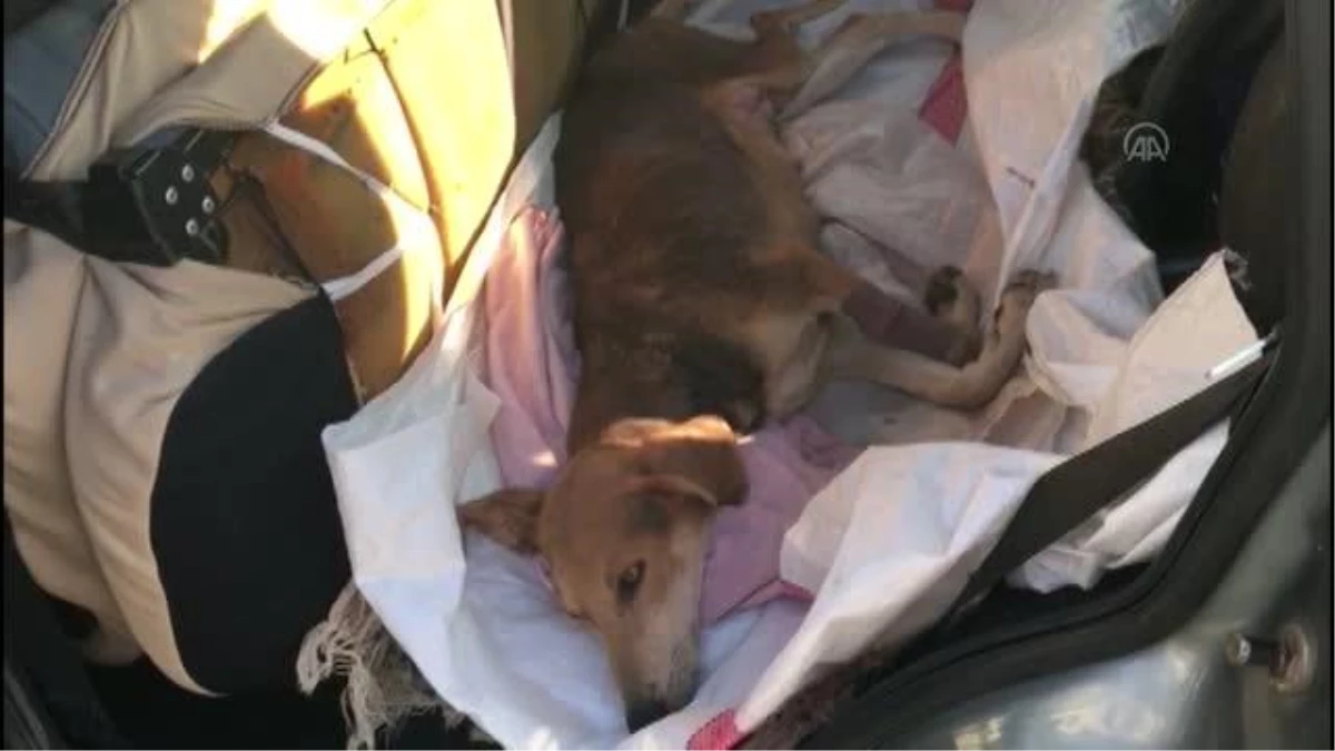 Yol kenarında bulduğu ve saçmayla yaralanan köpeğe sahip çıktı
