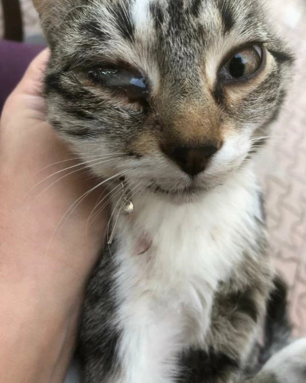 Balık iğnesiyle yaralanan kedi, 3 haftada tedavi edildi