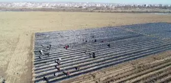 Bismilli kadınlar ürettikleri çilekleri satıp, gelir elde edecek