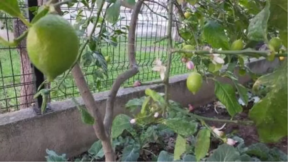 Burhaniye'de limon ağaçları dallarında meyve varken çiçek açtı
