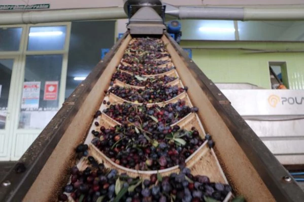 Gaziantep'te kurak geçen yıl, zeytinyağı beklentisini karşılamadı