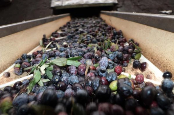 Gaziantep'te kurak geçen yıl, zeytinyağı beklentisini karşılamadı