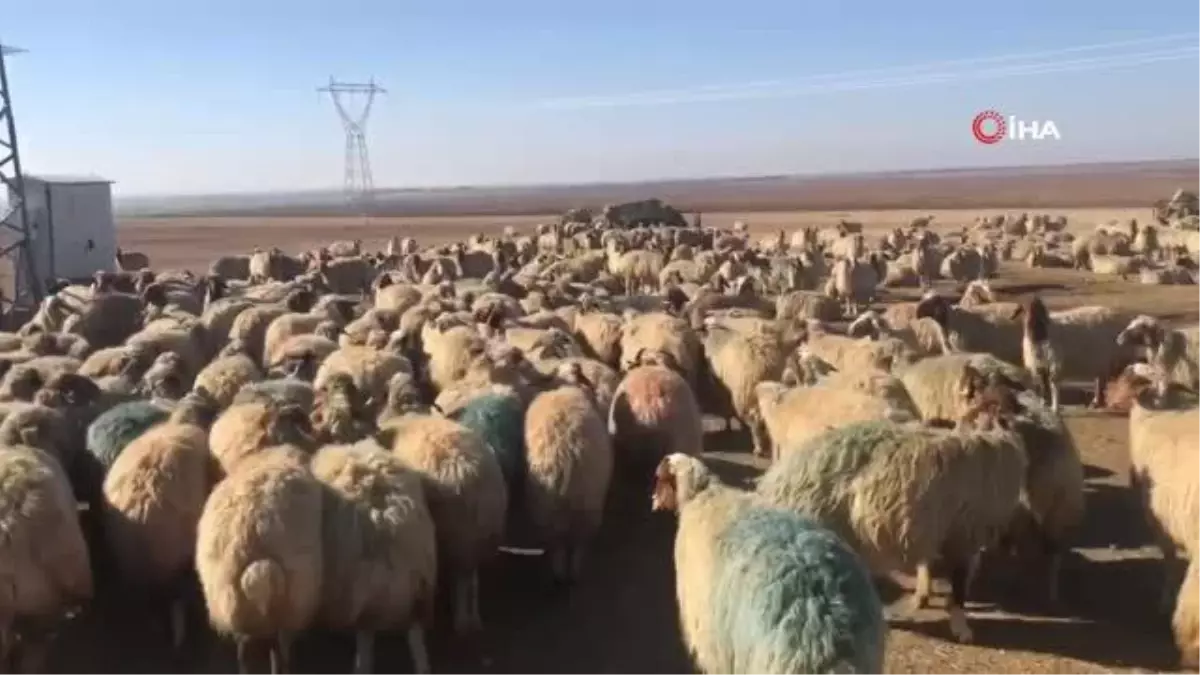 Kuzuların koyunlarla buluşması renkli görüntüler oluşturdu