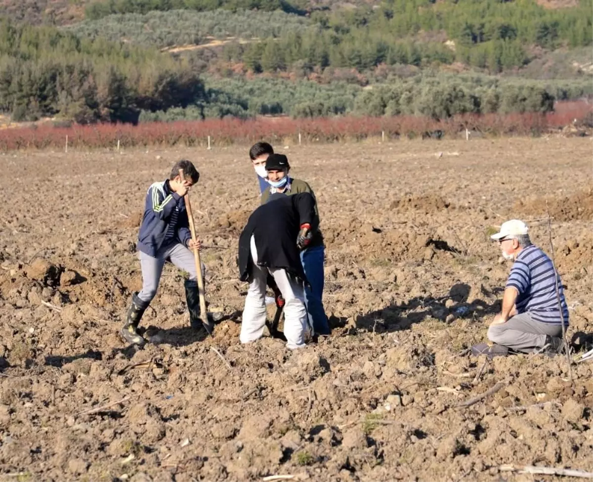 Köylülerden imece usulü ceviz bahçesi