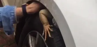 Şaşkına çeviren görüntü! Otomobilin ön tekerine giren iguana, güçlükle çıkarıldı
