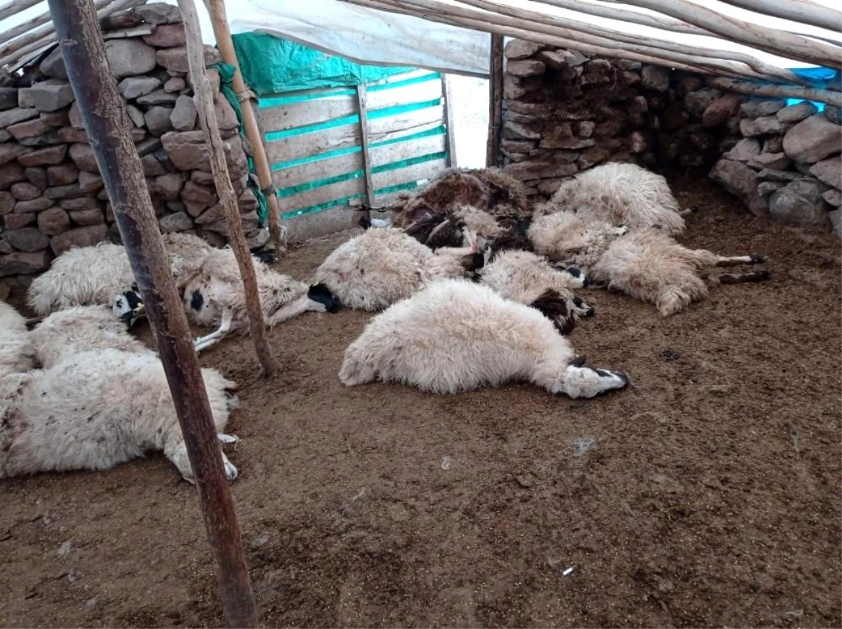 Tunceli\'de bir ağılda 27 koyun izdihamdan telef oldu