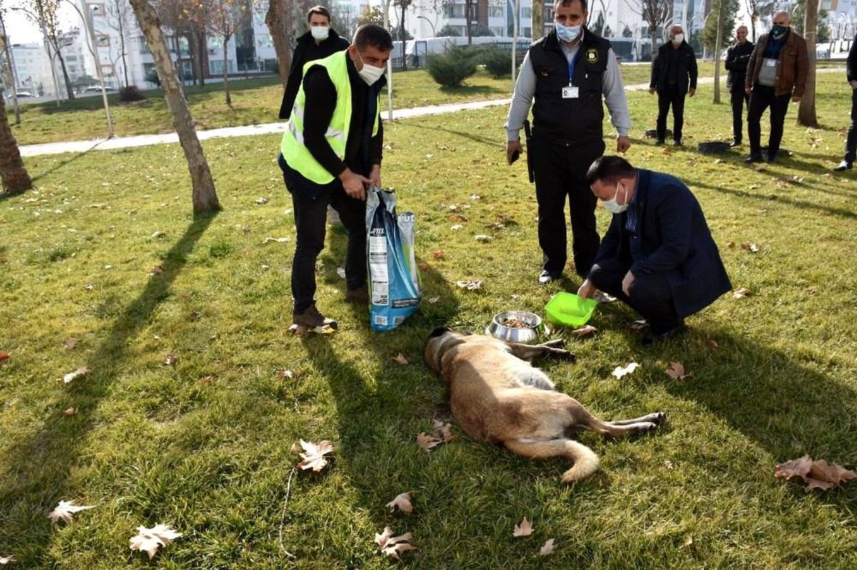 Bağlar Belediyesi sokağa çıkma kısıtlamasında sokak hayvanlarını unutmadı