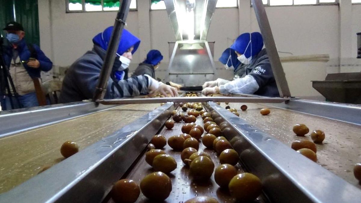Edremit körfezinde yeşil çizik zeytin üretimi başladı