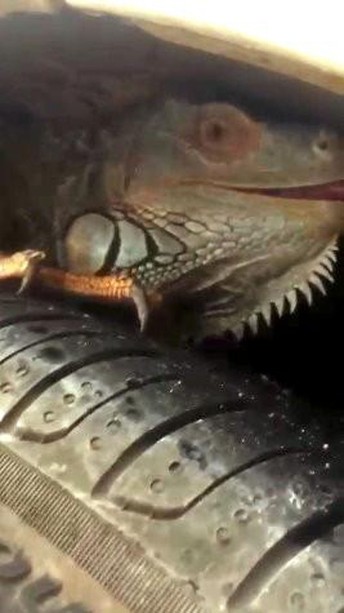 İguana\'nın inadı