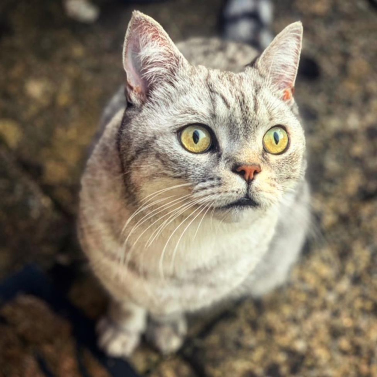 Kediniz sizi aldatıyor mu ya da o gerçekten \'sizin kediniz\' mi?