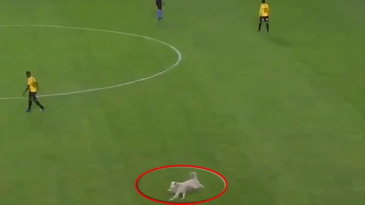 Polis köpeği bir anda sahaya daldı! Futbolcular ne yapacaklarını şaşırdı