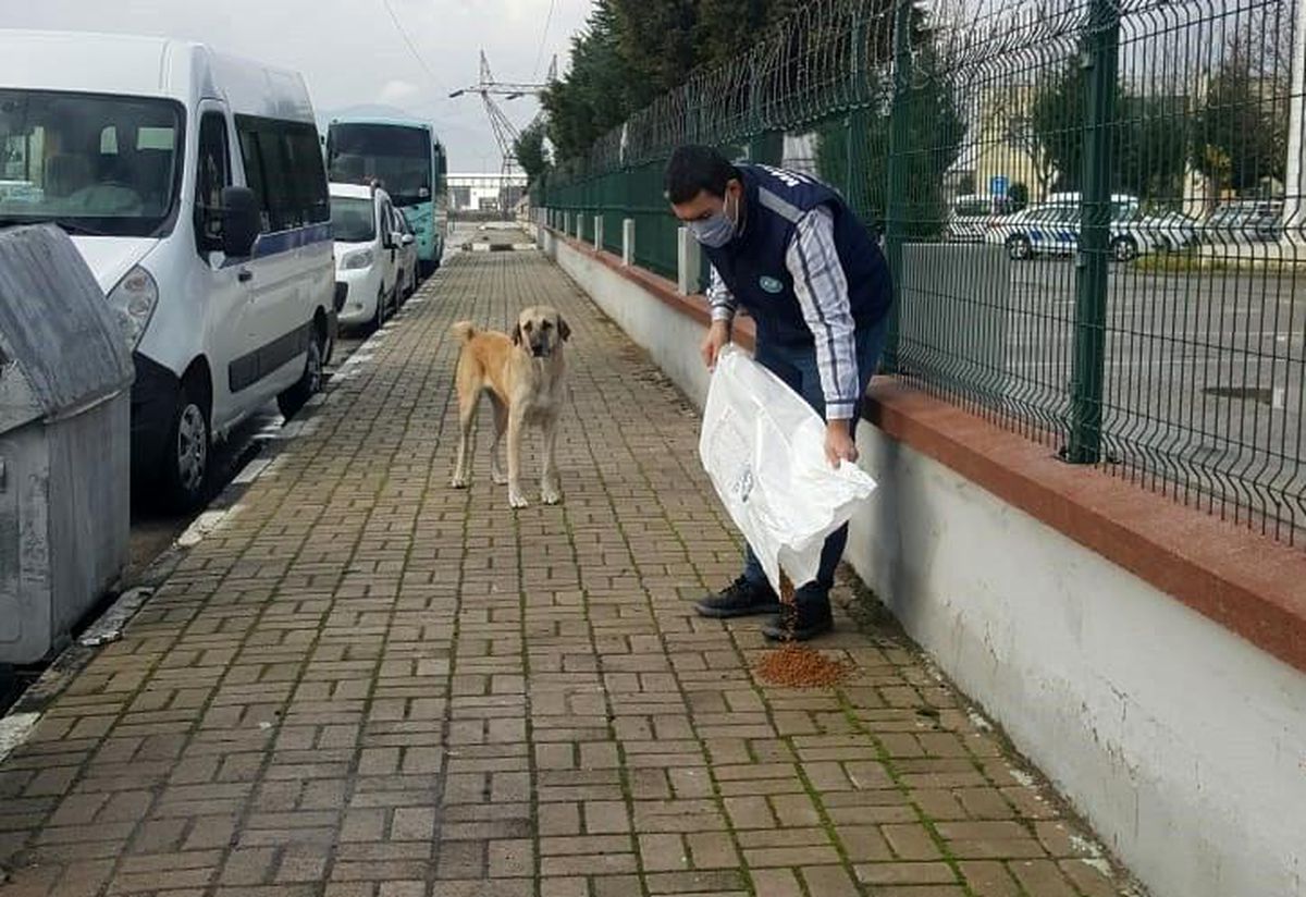 Manisa\'da sokak hayvanlarına mama desteği