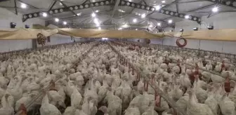 Manisa, hindi ve piliçte yaklaşık 30 milyon besi kapasitesine ulaştı