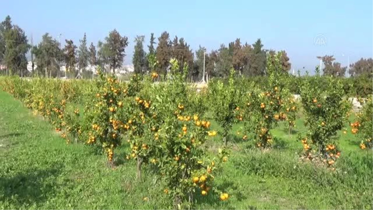 Mersin\'de geliştirilen 2 yeni mandalina çeşidine tescil hazırlığı