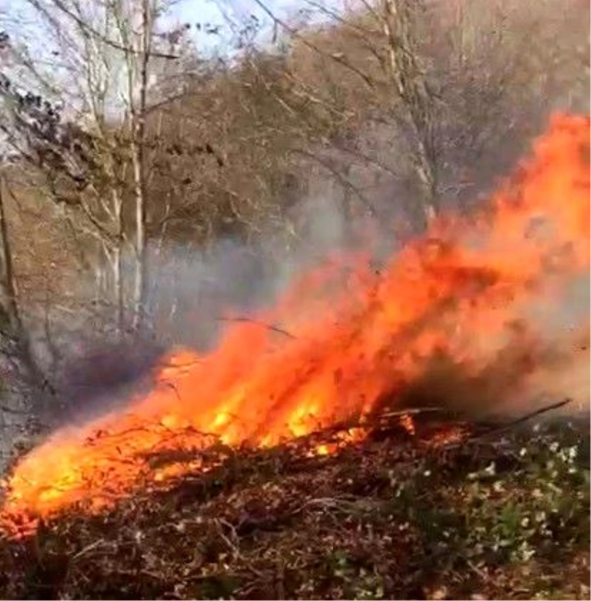 Son dakika haber... Ormanlık alanda yangın