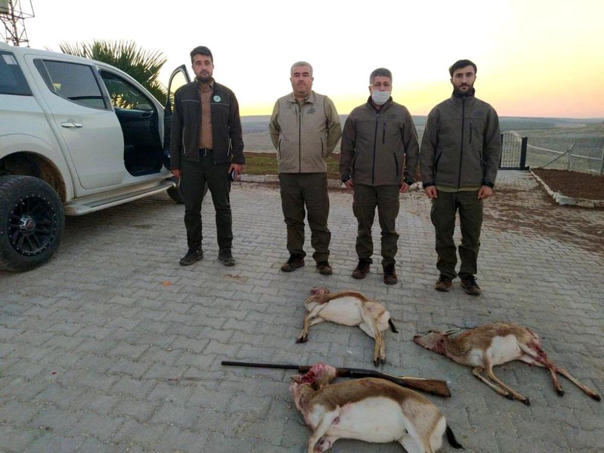 Şanlıurfa\'da ceylanları avlayan 4 kişi suçüstü yakalandı