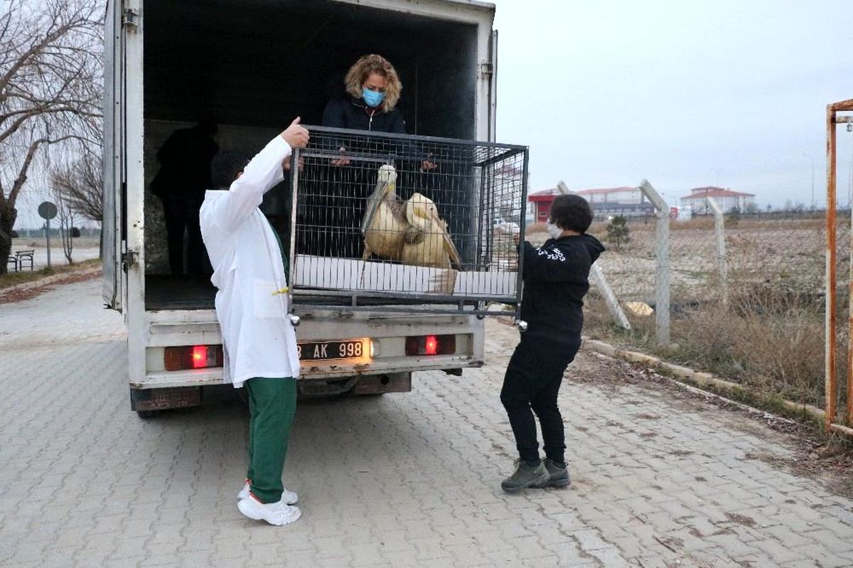 Tedavisi ve rehabilitasyonu tamamlanan 9 yaban hayvanı Ormanya Doğal Yaşam Parkı'na yolcu edildi