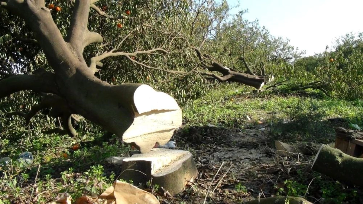 Antalya\'da binin üzerinde narenciye ağacının sera için katledildiği iddiası