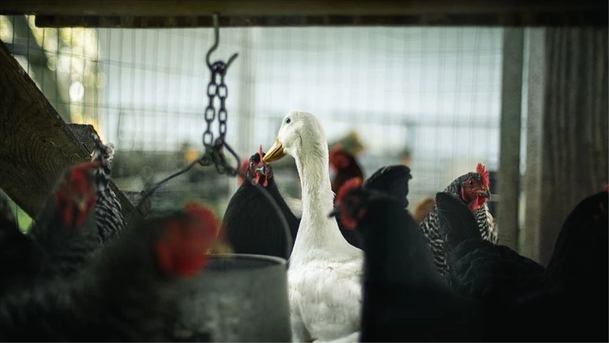 Danimarka\'da kuş gribi nedeniyle yaklaşık 9 bin kümes hayvanı itlaf edilecek
