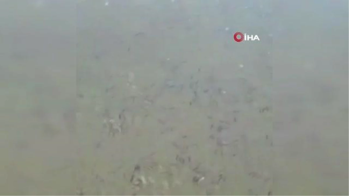 Ömerli Barajı\'nda korkutan görüntü: Yavru balıklar ölüm tehlikesiyle karşı karşıya
