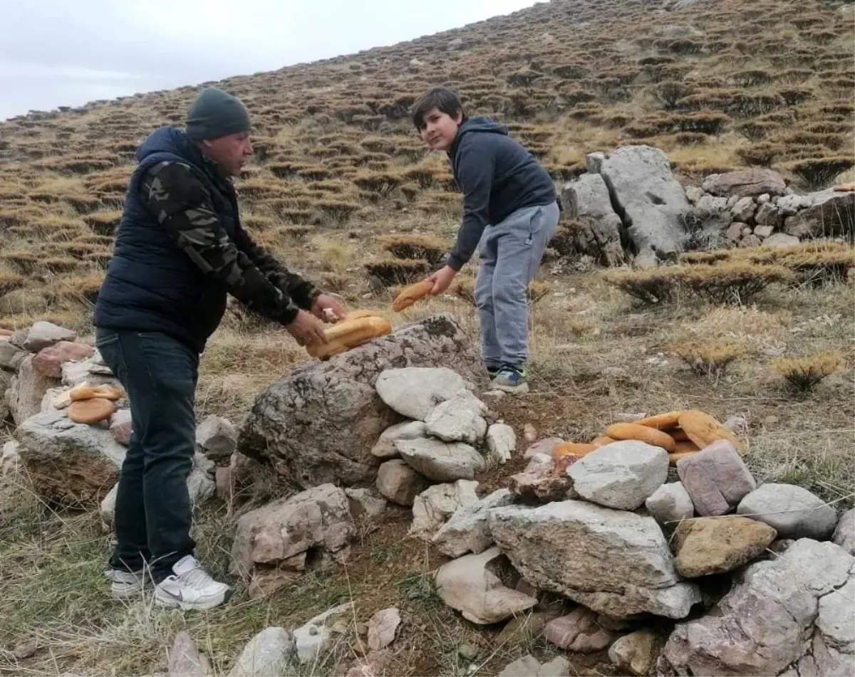 Yaban hayvanlarına yem bırakıldı