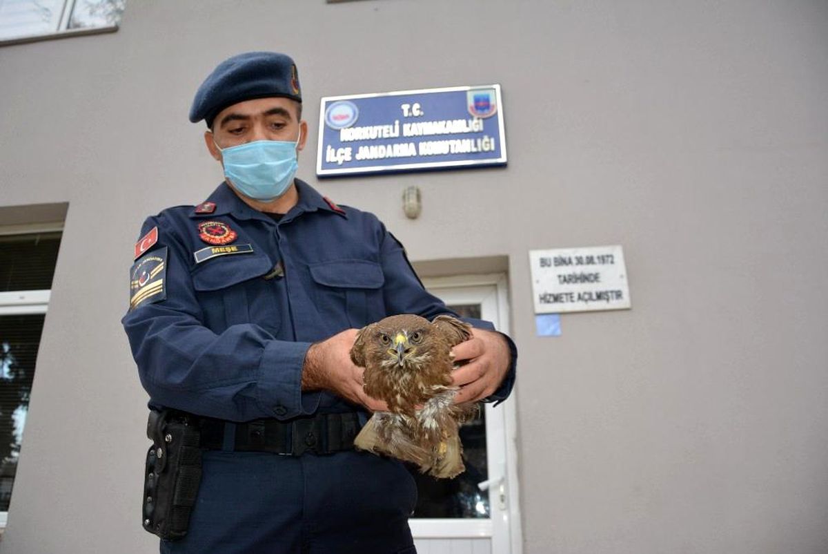 Yaralı atmacaya jandarma şefkati