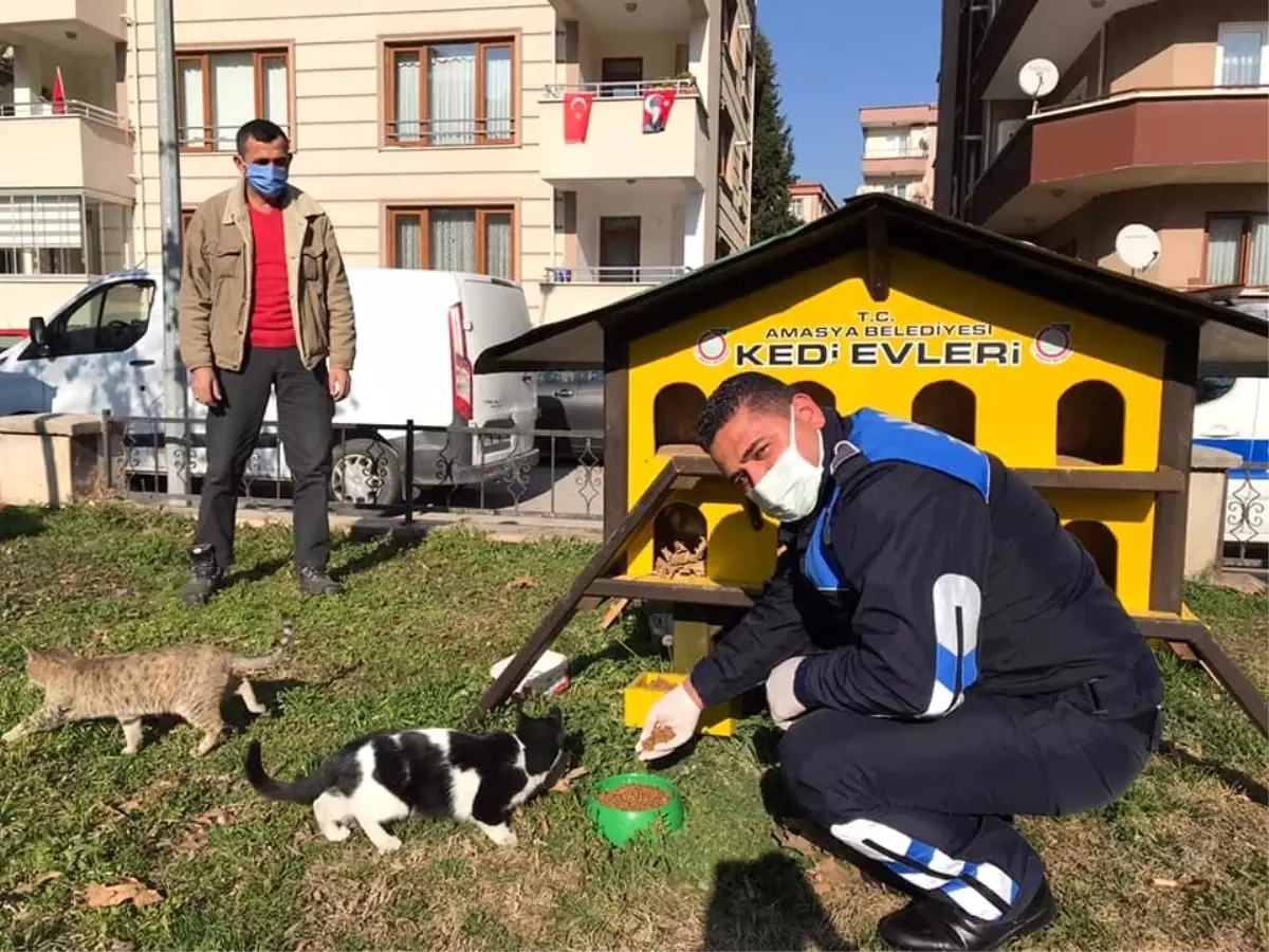 Amasya Belediyesi sokak hayvanları ve kuşlar için mama ile yem dağıttı