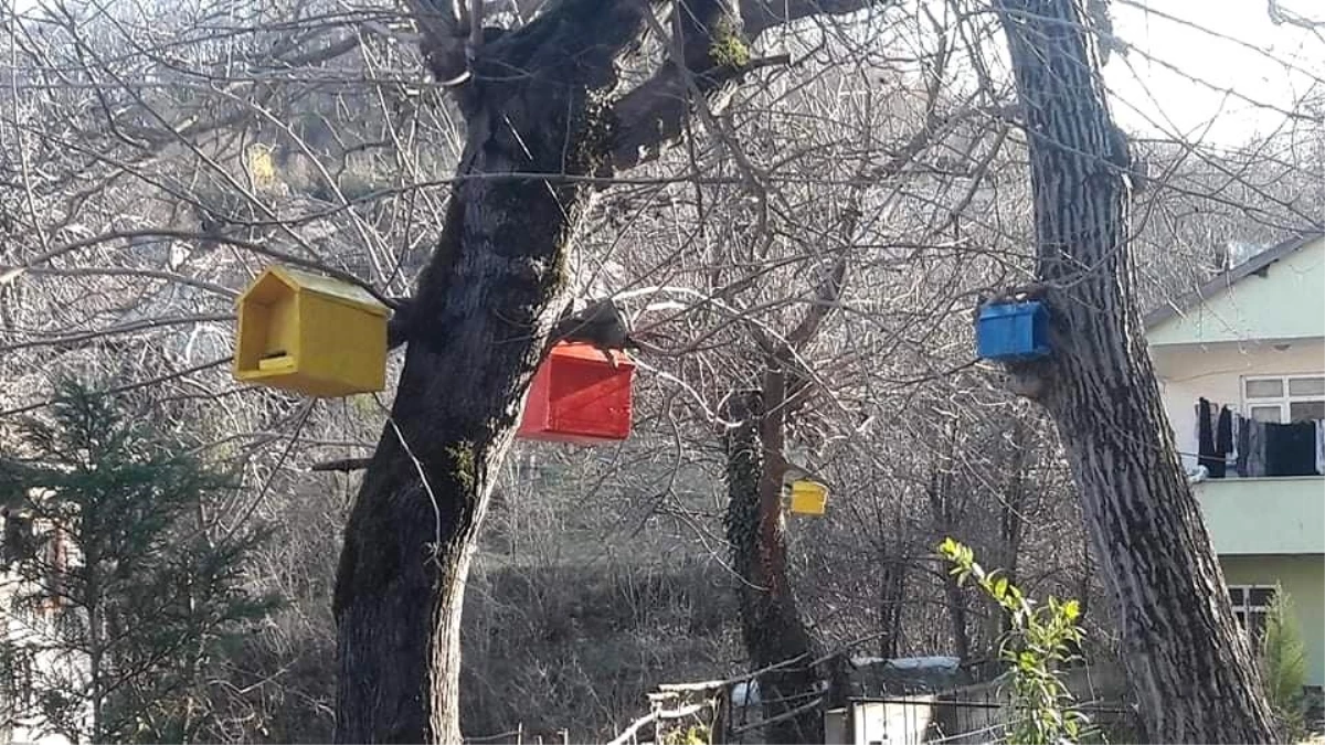 Cenaze tabutları, kuş yuvasına dönüştü