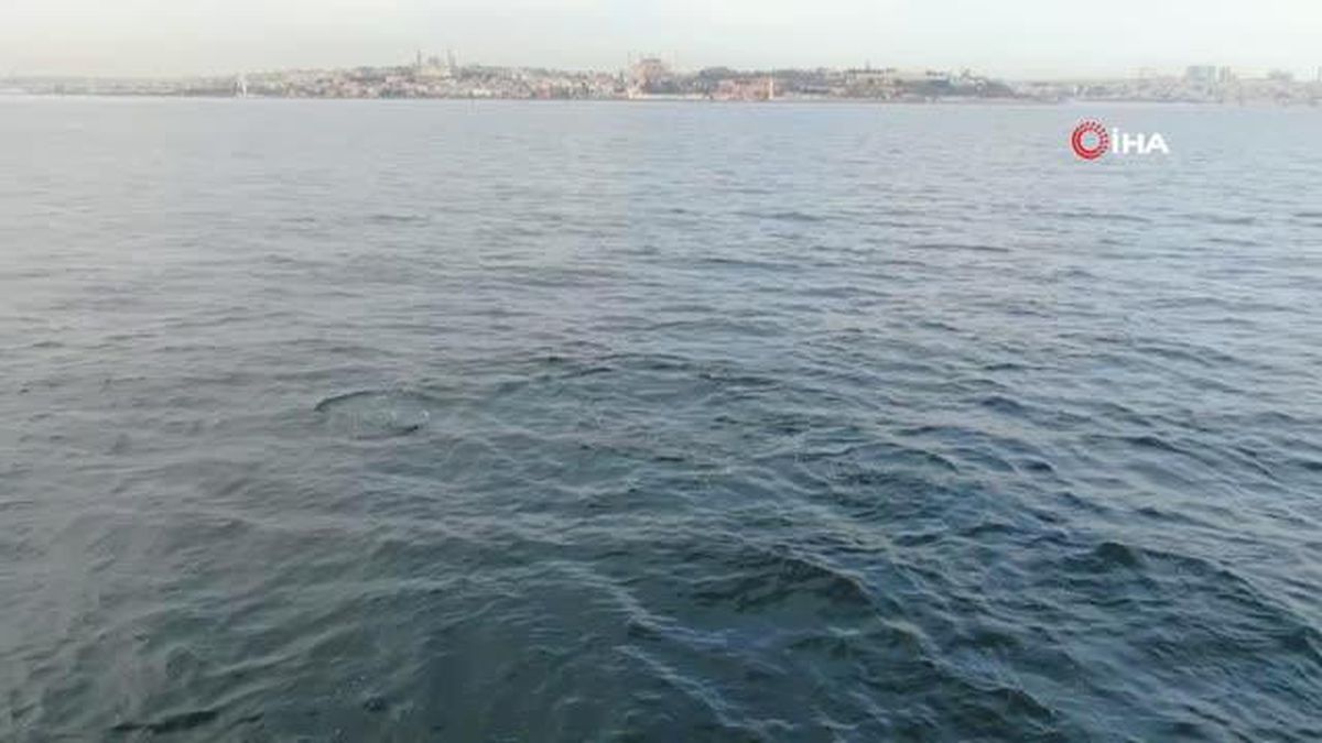 İstanbul Boğazı'nda yunus şöleni güzel anlara sahne oldu