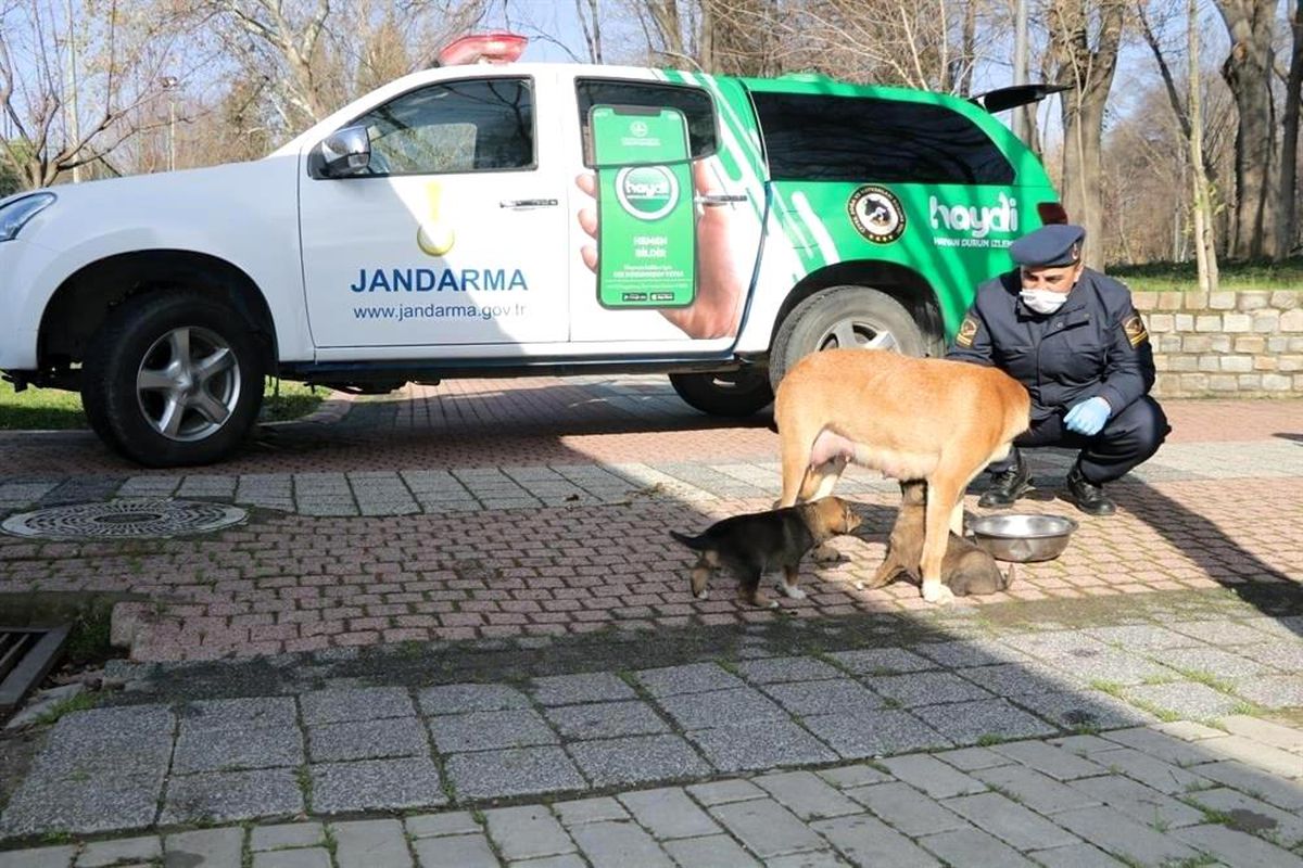 Jandarma sokak hayvanlarını besledi