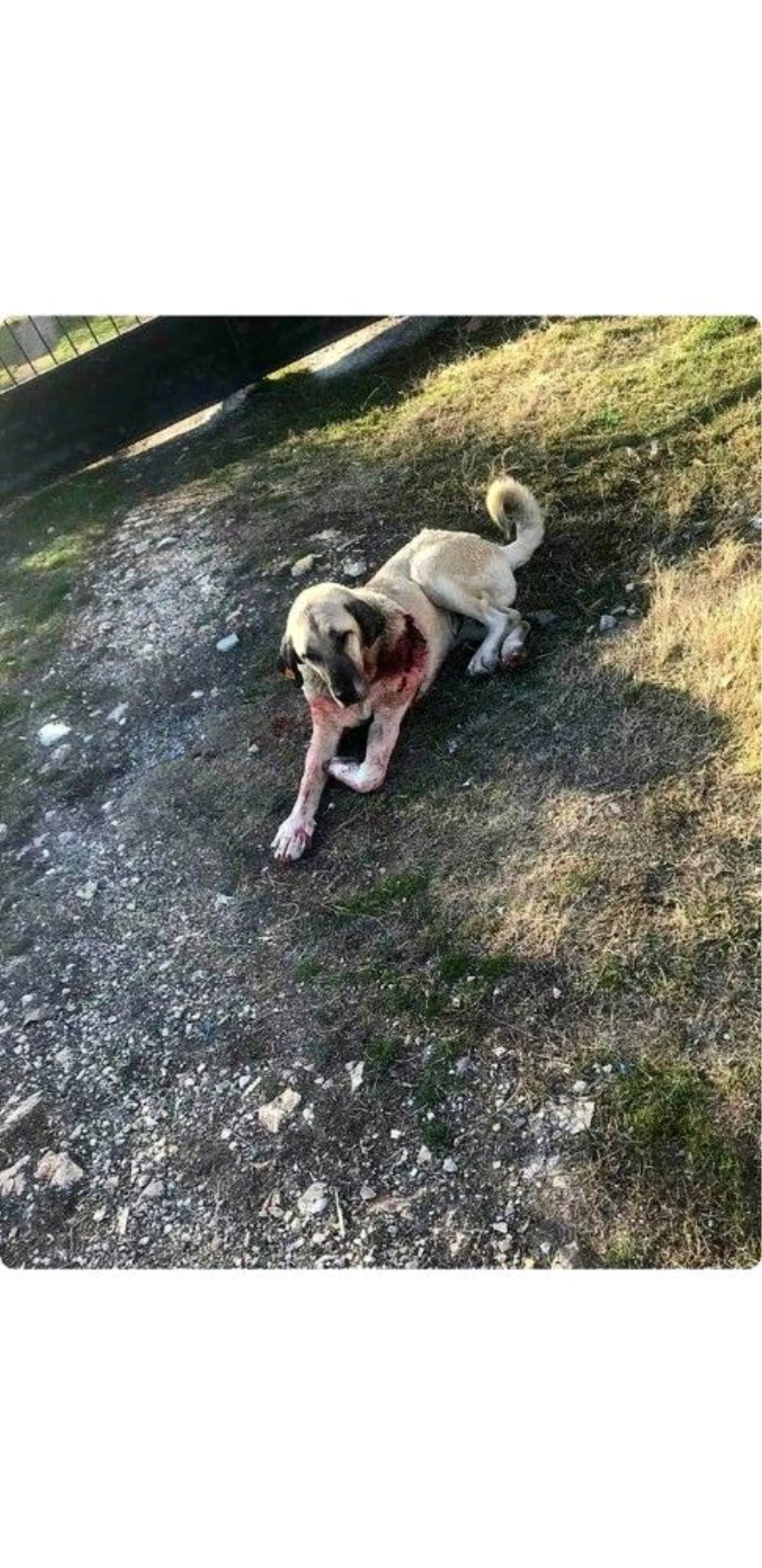 Kendisine saldıran sokak köpeğini bıçakladı