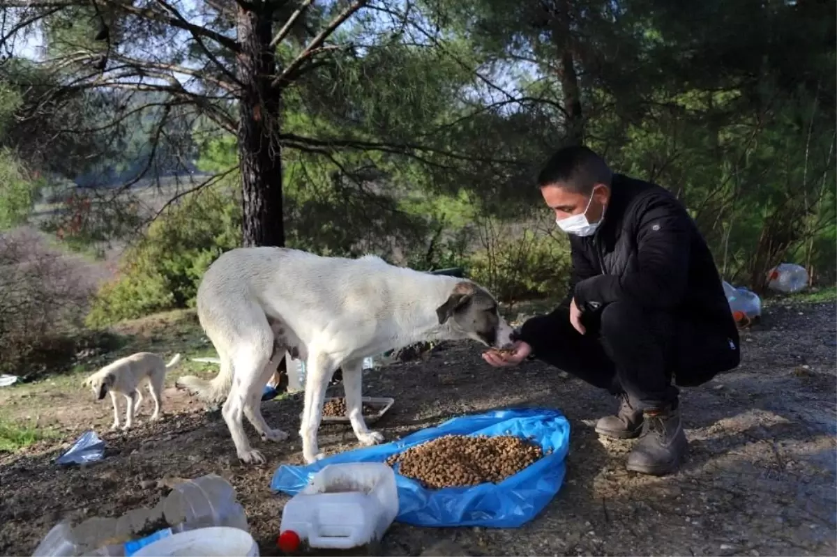 Menderes\'te sokağa çıkma kısıtlamasında sokak hayvanları unutulmadı