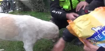 Son dakika haberi | Polis sokak köpeklerini elleriyle besledi