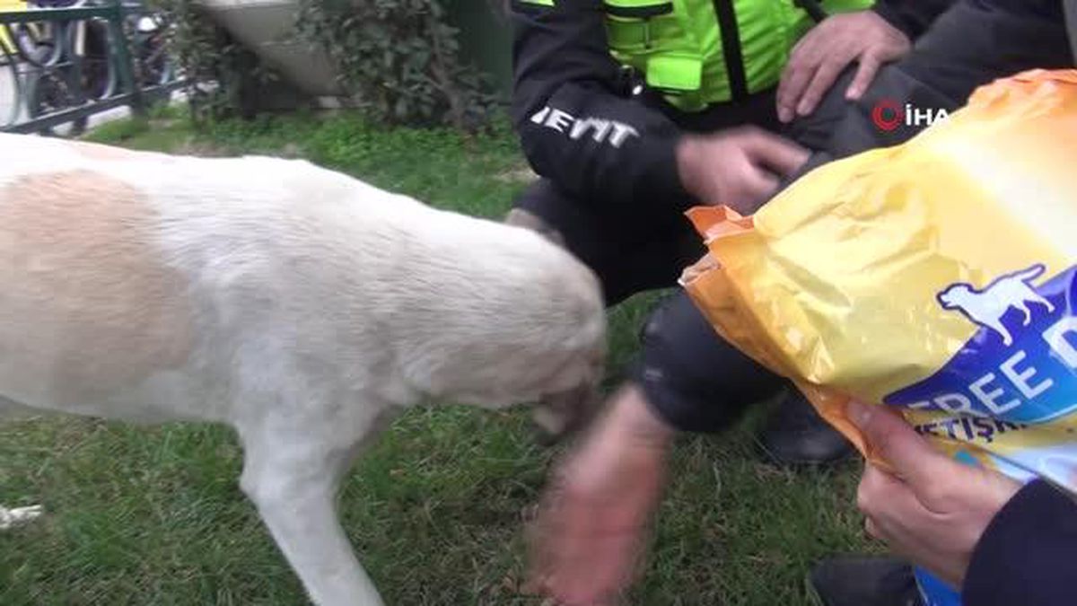 Son dakika haberi | Polis sokak köpeklerini elleriyle besledi