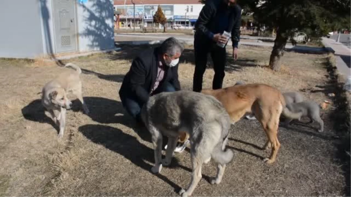 Son dakika haber | Saraykent Belediye Başkanı Öçal, sokak hayvanları için yiyecek bıraktı