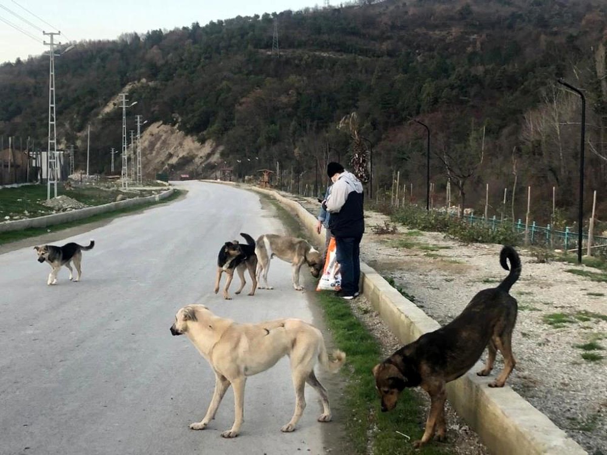Türkeli\'de sokağa çıkma kısıtlamasında sokak hayvanları unutulmadı