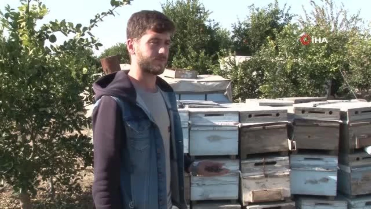 Son dakika haber: Adana\'da arı ölümleri