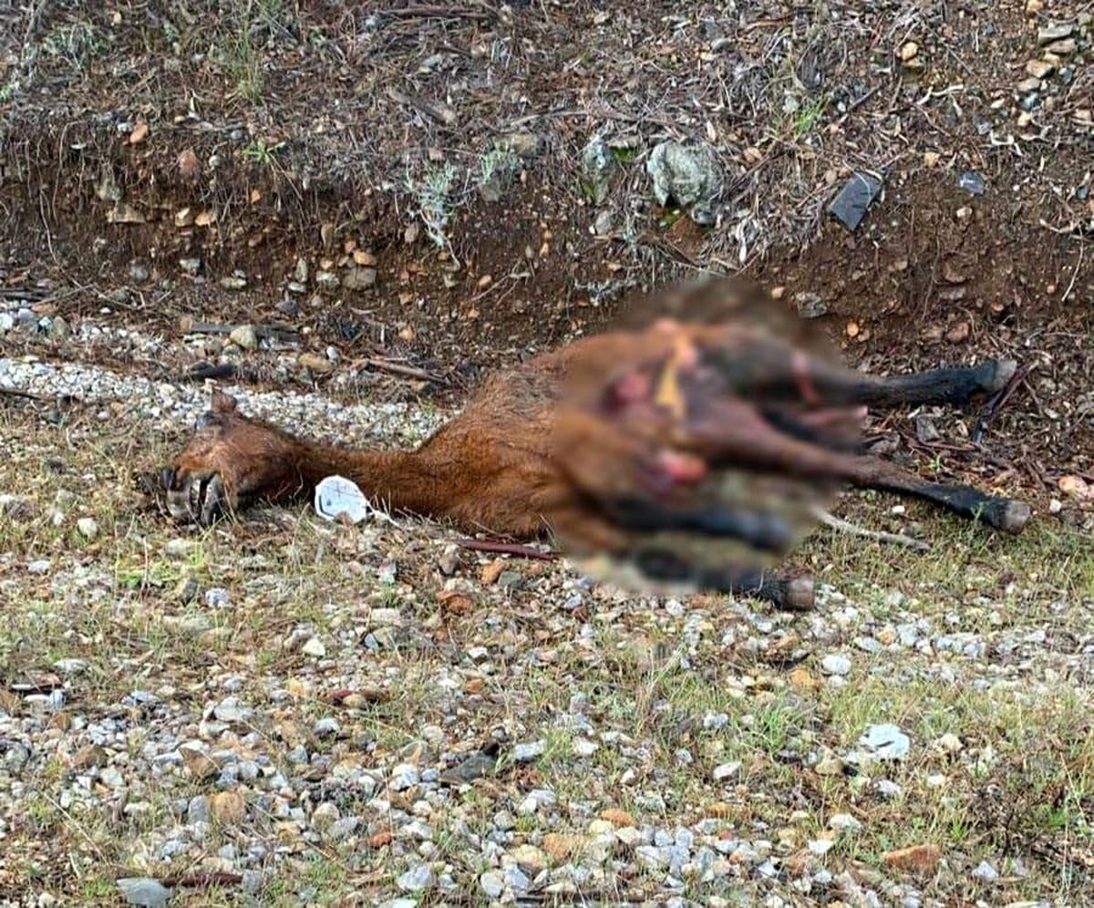 Atla çarpışan araç hurdaya döndü
