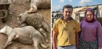 Çiftlikteki koyunlar can çekişerek öldü! O anlar cep telefonu kamerasında