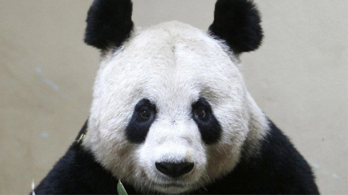 Edinburg Hayvanat Bahçesi ekonomik nedenlerle iki pandayı Çin\'e geri gönderebilir