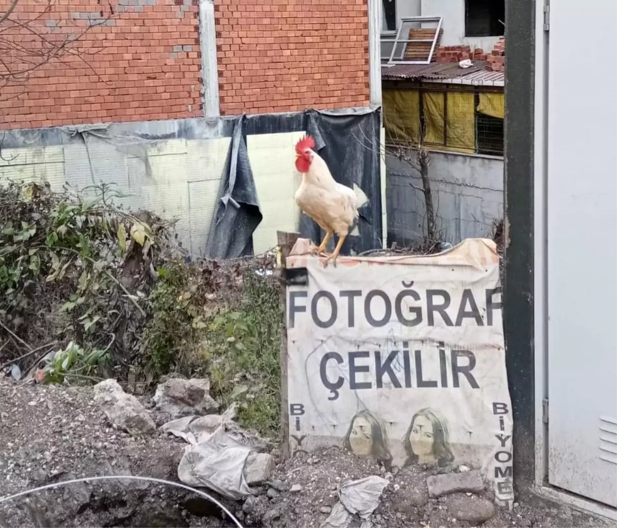 Horozlar da fotoğraf çektirdi